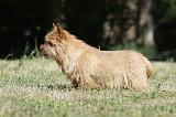 NORWICH TERRIER 054